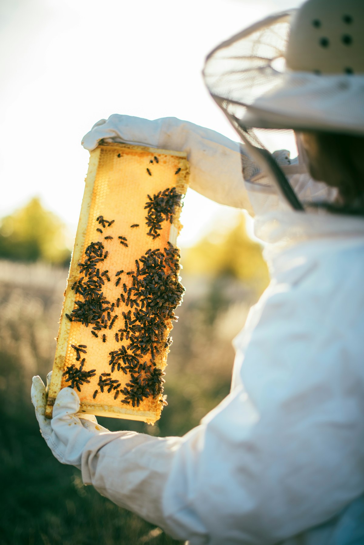 Imkerin bei der Arbeit am Bienenstock