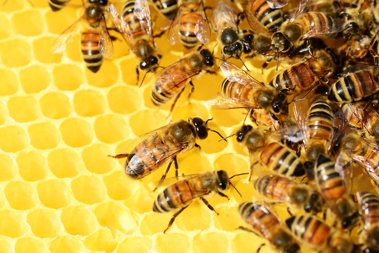 Bienen auf der Wabe