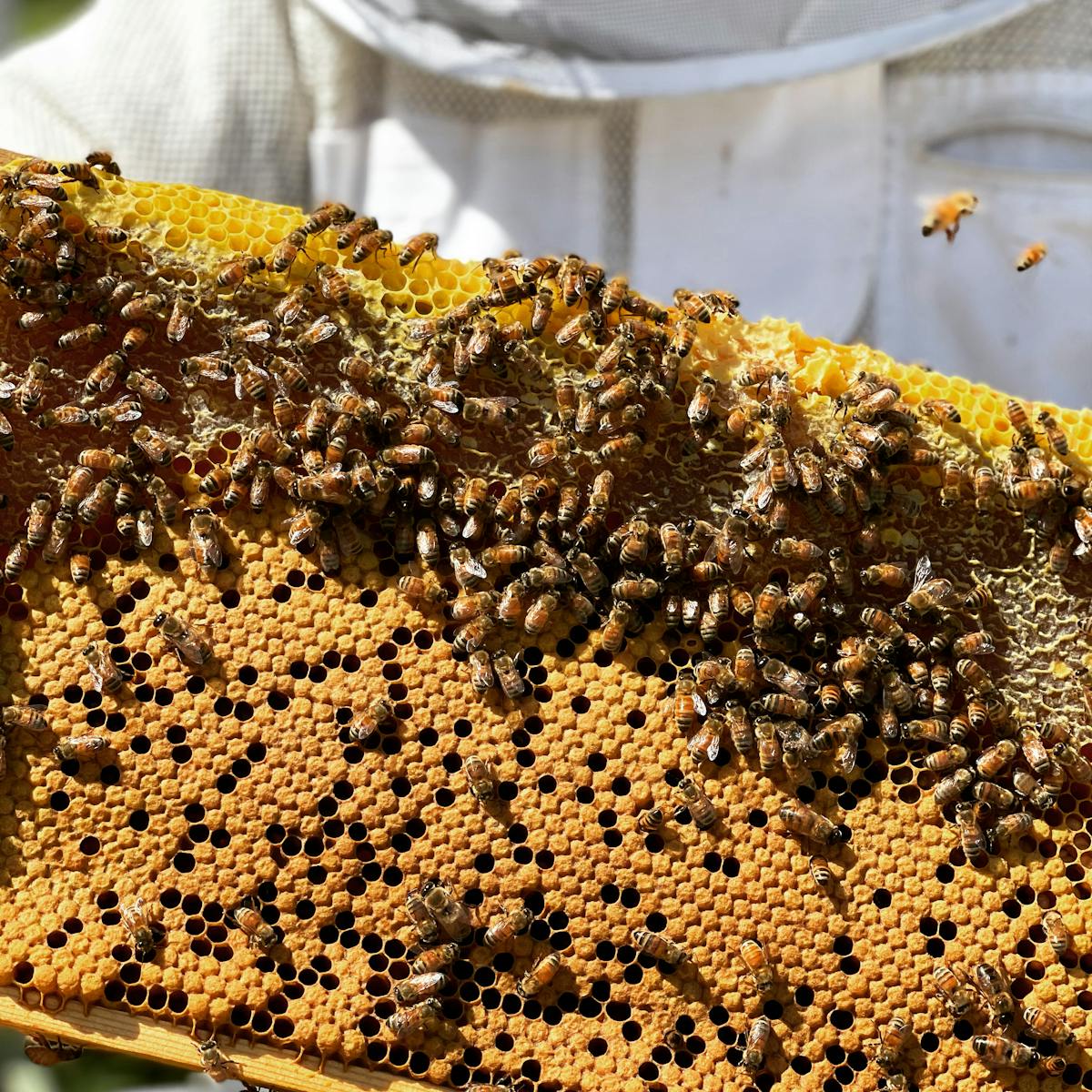 Frisch gezogene Wabe voller Bienen