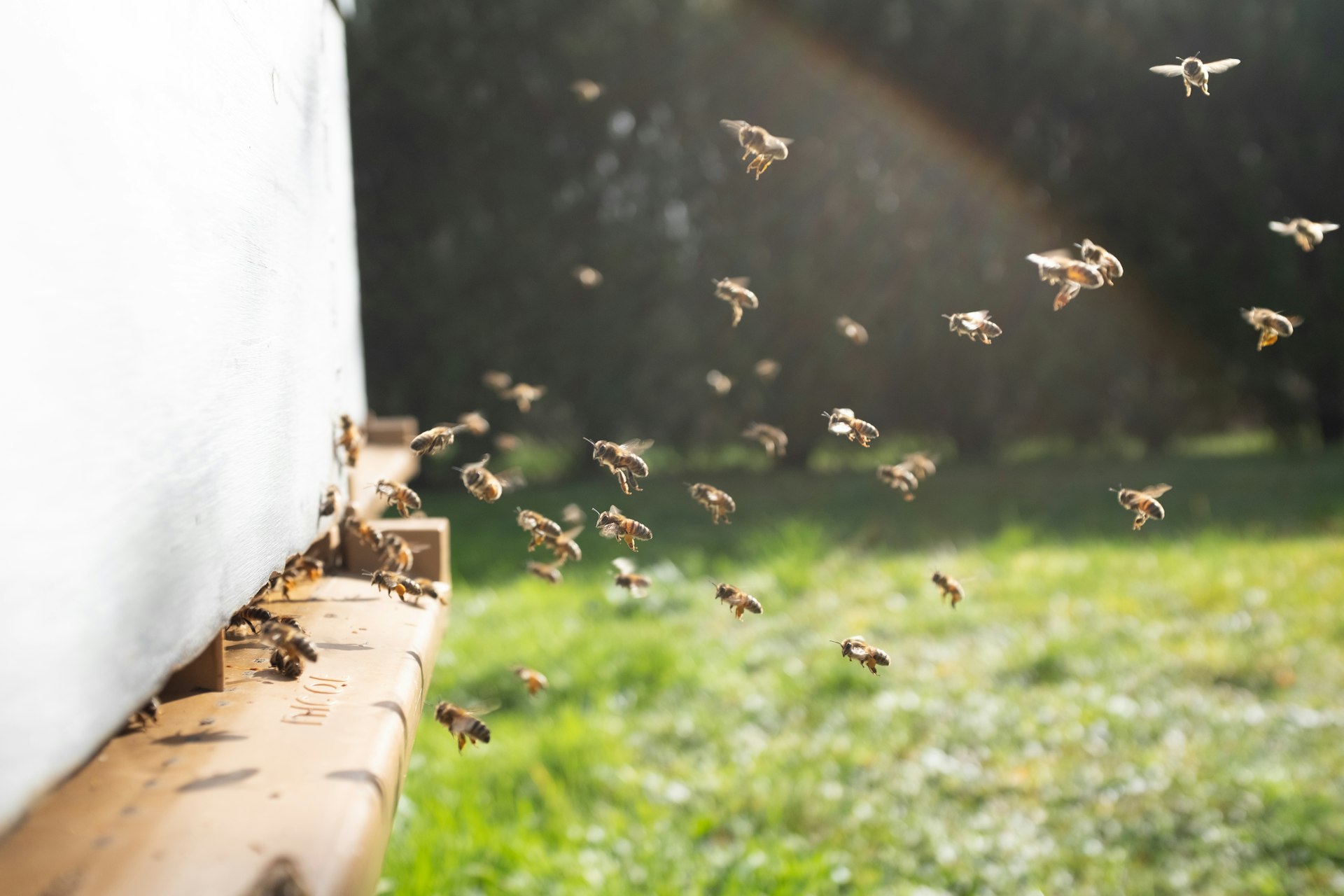Imker an den Bienenstöcken im goldenen Abendlicht