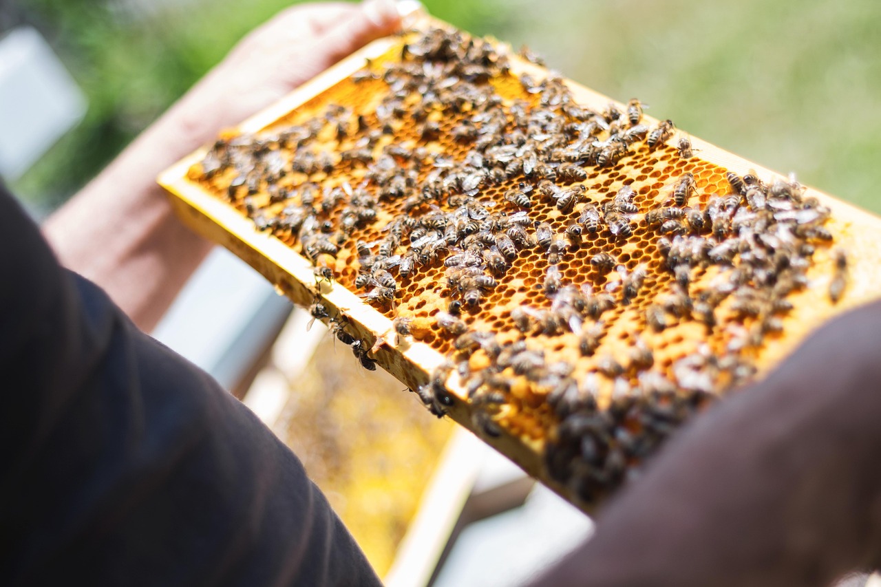 Imker mit einer Wabe voller Bienen