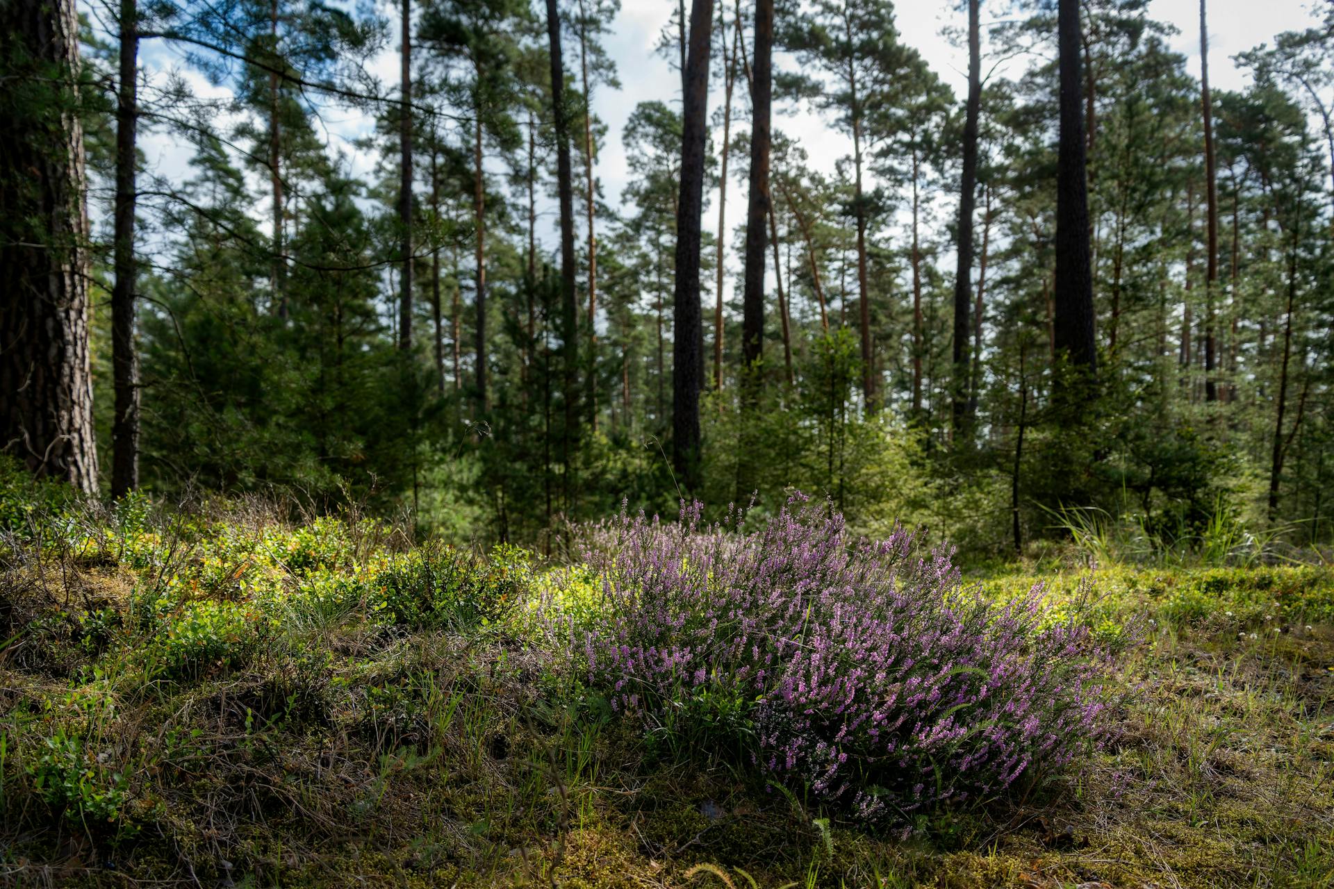 Blühende Heidelandschaft der Lüneburger Heide